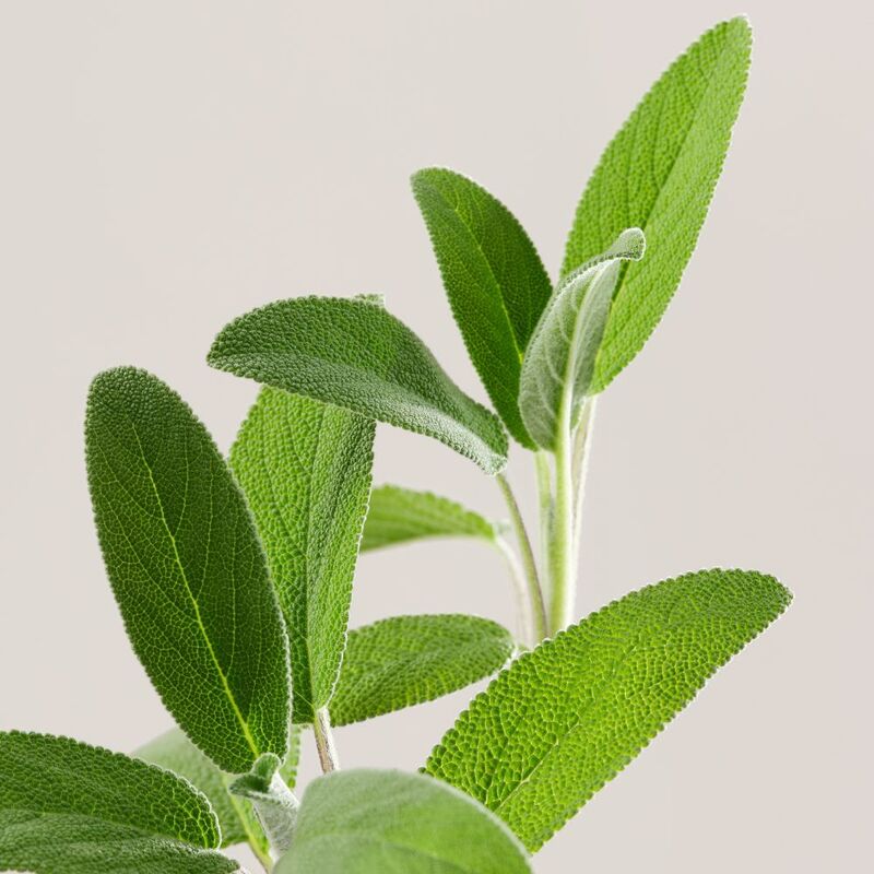 Payot Herbier Creme Universelle Visage Lavande - Farmacias Arrocha