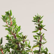 Payot Herbier Huile Corps Revitalisante Thym - Farmacias Arrocha