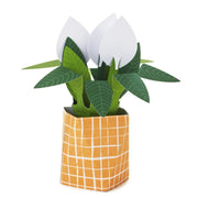 Hallmark Plant - Farmacias Arrocha