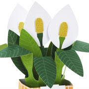 Hallmark Plant - Farmacias Arrocha