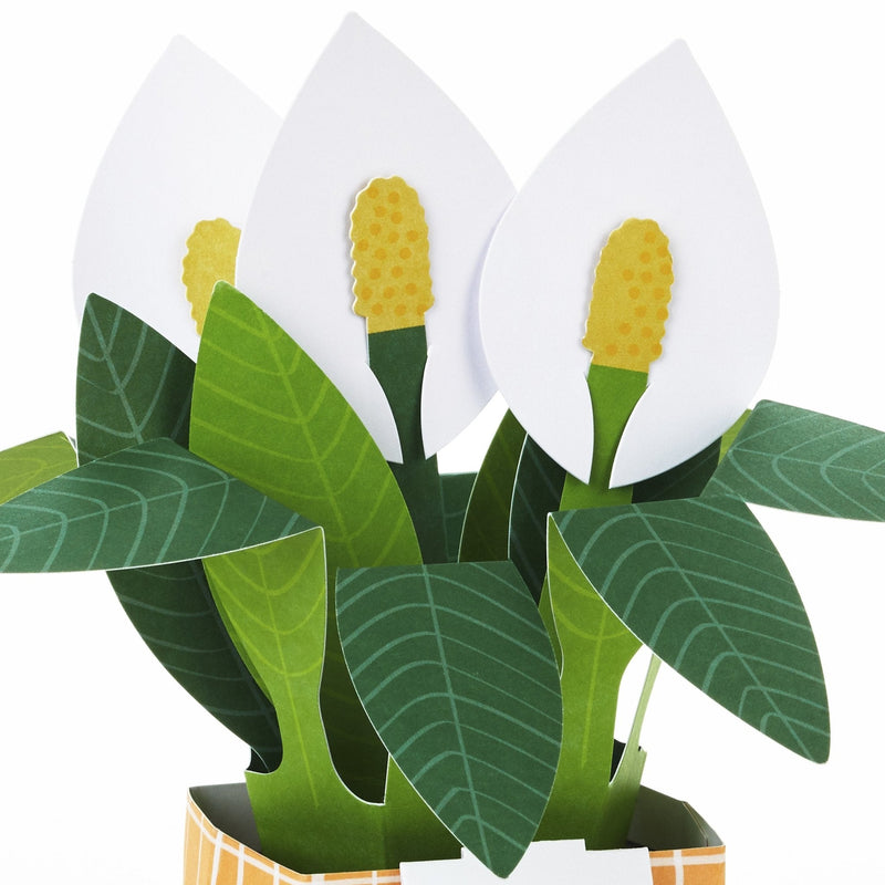 Hallmark Plant - Farmacias Arrocha