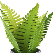 Hallmark Tarjeta Plants - Farmacias Arrocha