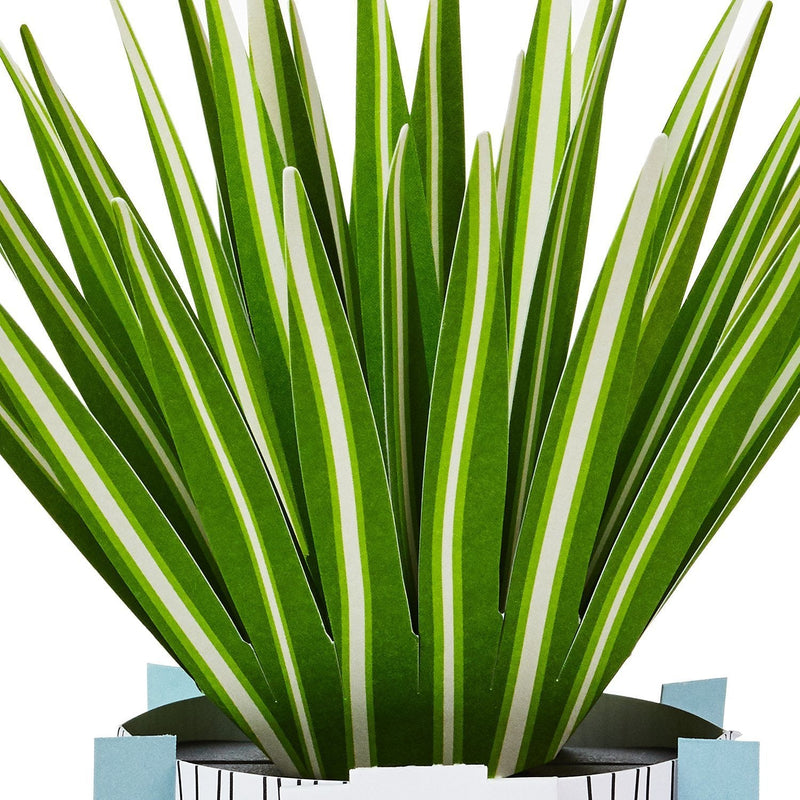 Hallmark Jfy Pw Pop Plants - Farmacias Arrocha
