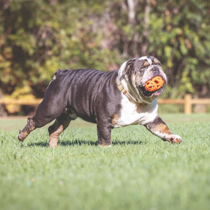 Pelota De Rugby Para Mascotas 14cm - Farmacias Arrocha